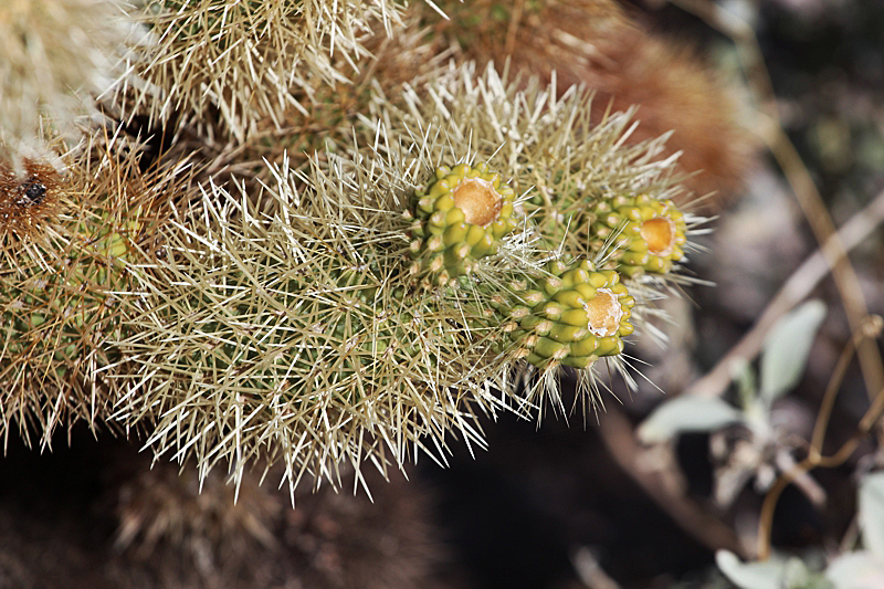 Cholla