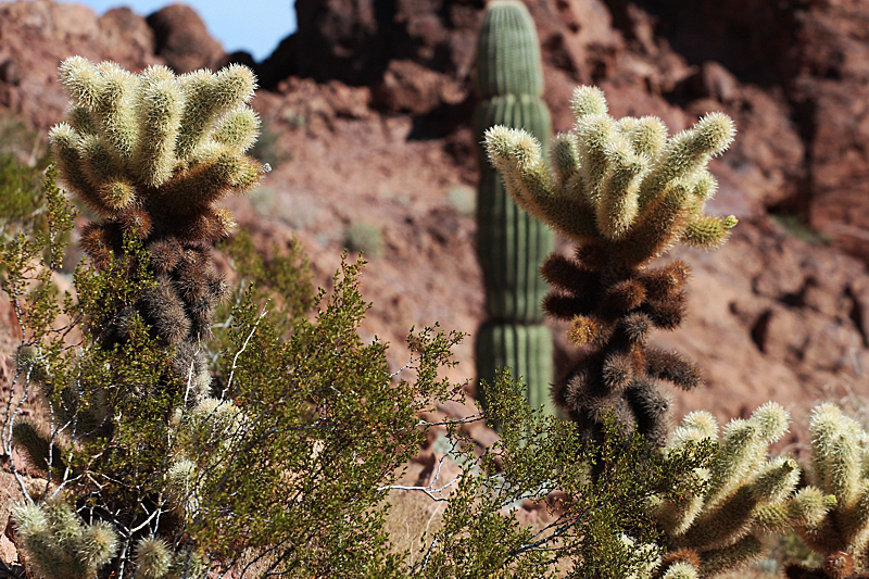 Cholla