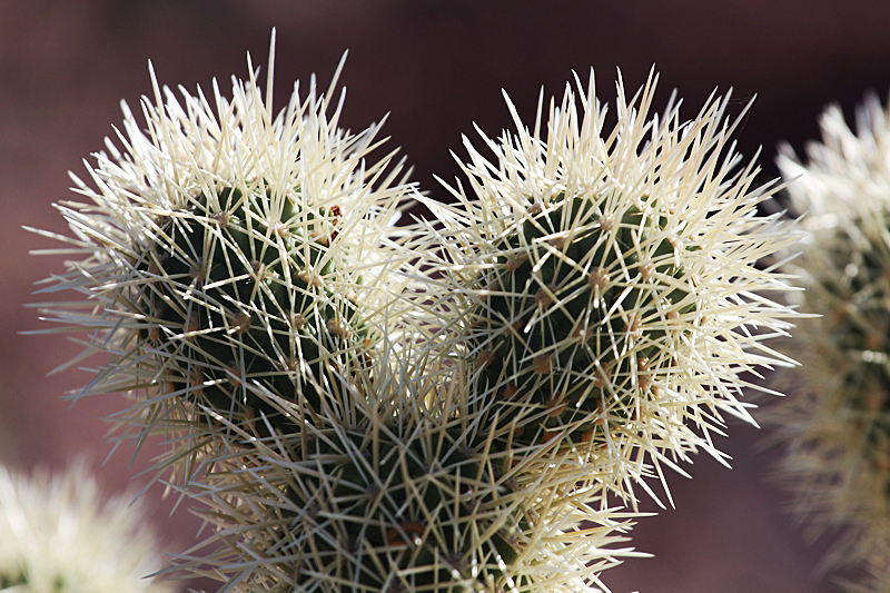 Cholla