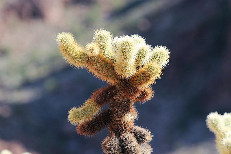 Cholla