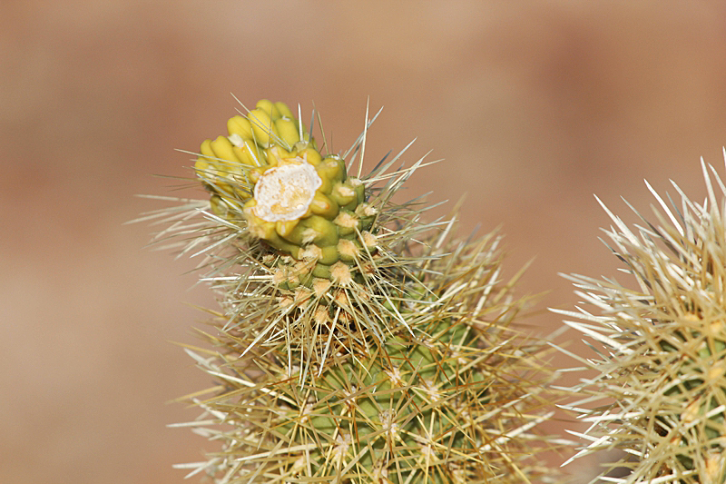 Cholla