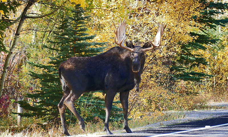 Elch im Poudre Canyon