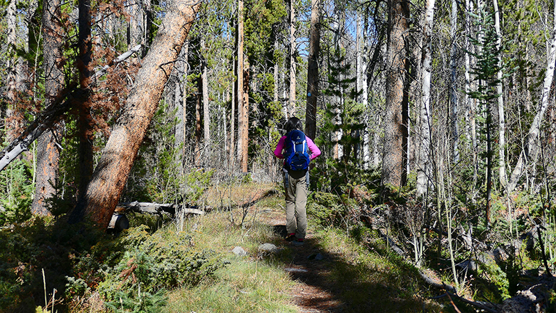 Corner Mountain Loop [Medicine Bow National Forest]