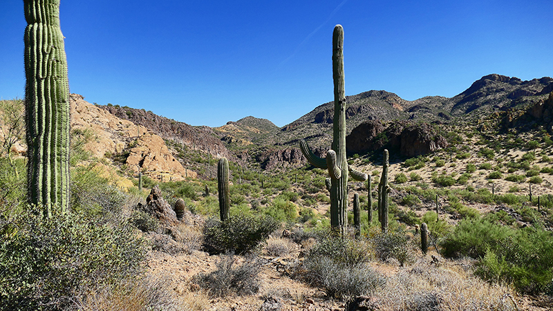 Goldfield Mountains Bulldog Canyon