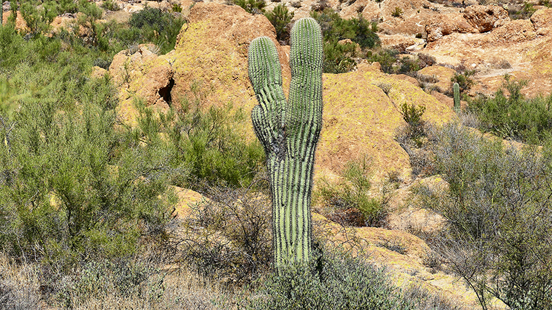 Goldfield Mountains Bulldog Canyon