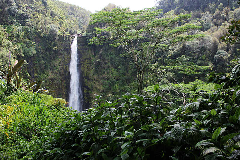 Akaka Falls State Park