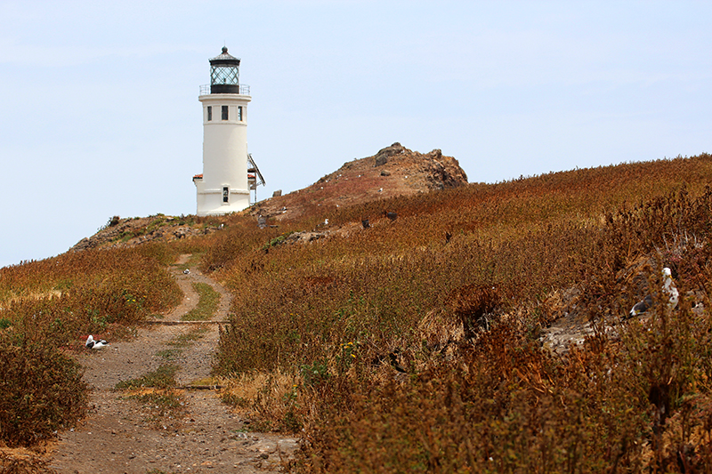 Anacapa Island [Channel Islands National Park]