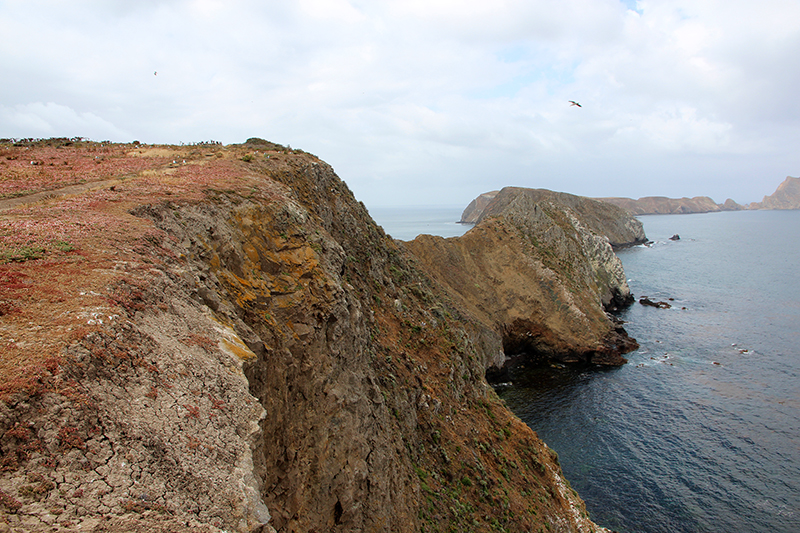 Anacapa Island [Channel Islands National Park]