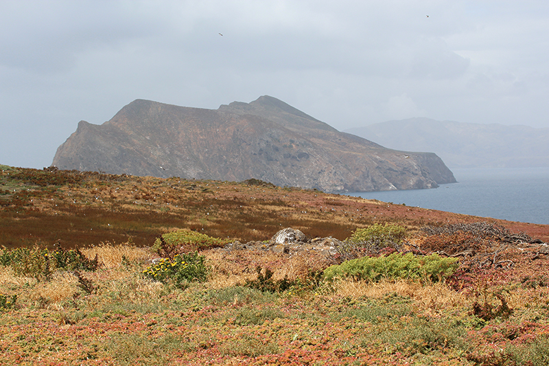 Anacapa Island [Channel Islands National Park]