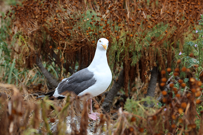 Anacapa Island [Channel Islands National Park]