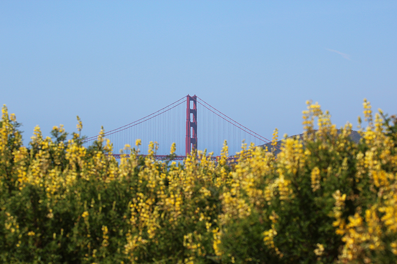 Angel Island - Mount Caroline Livermore [ San Francisco Bay]