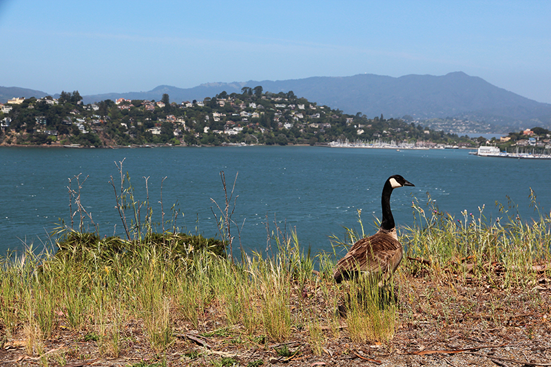 Angel Island - Mount Caroline Livermore [ San Francisco Bay]