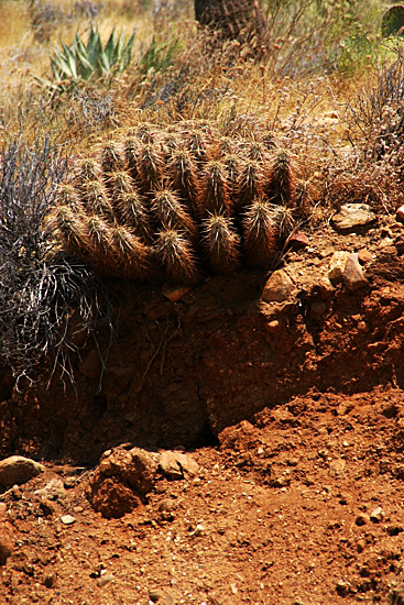 Anza Borrego Desert State Park