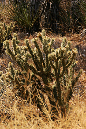 Anza Borrego Desert State Park