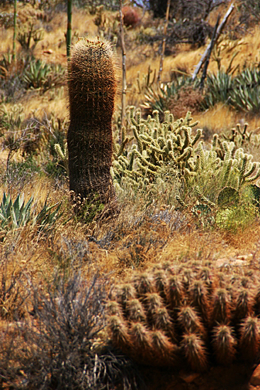 Anza Borrego Desert State Park