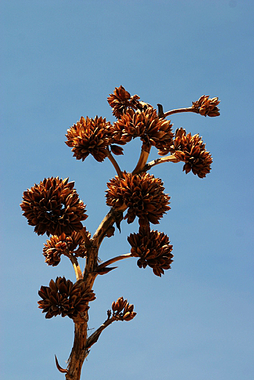 Anza Borrego Desert State Park