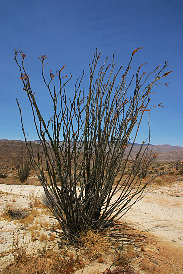 Anza Borrego Desert State Park