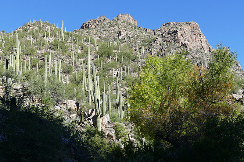 Bear Canyon Seven Falls Coronado National Forest