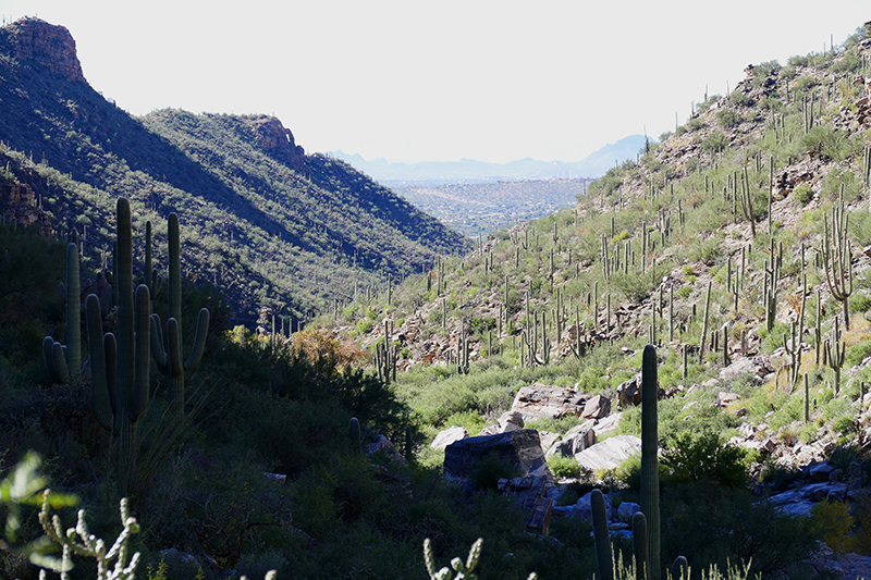 Bear Canyon Seven Falls Coronado National Forest