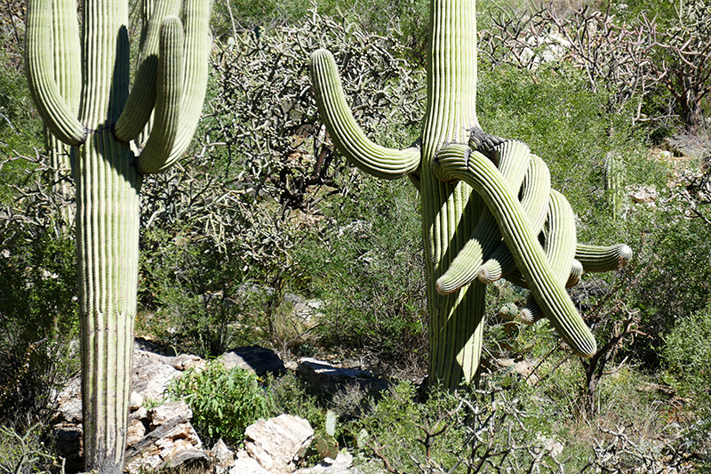 Bear Canyon Seven Falls Coronado National Forest