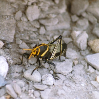 Big Bend National Park