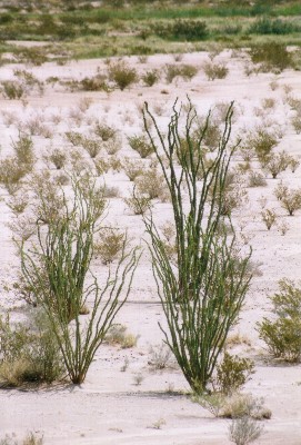 Big Bend National Park