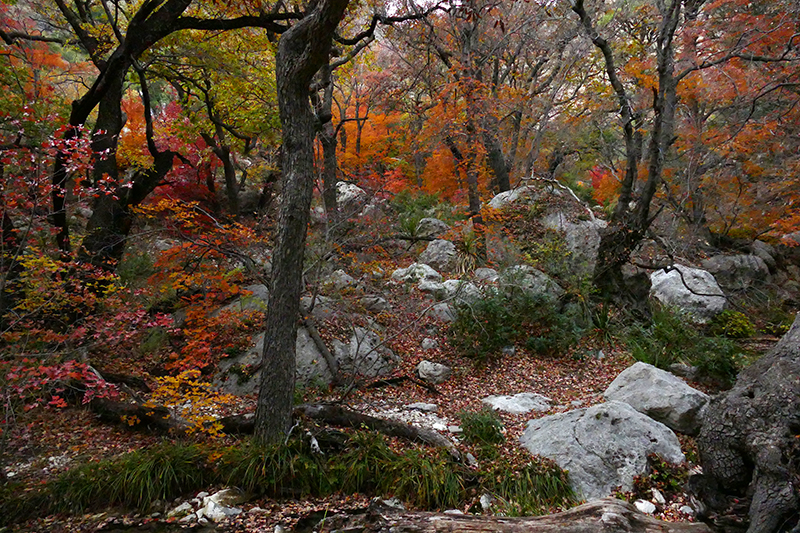 Smith Spring Guadalupe Mountains