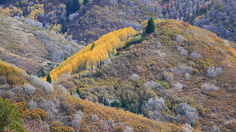 Black Mountain Salt Lake City [Wasatch National Forest]