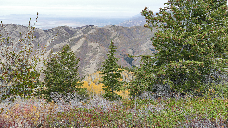 Black Mountain Salt Lake City [Wasatch National Forest]