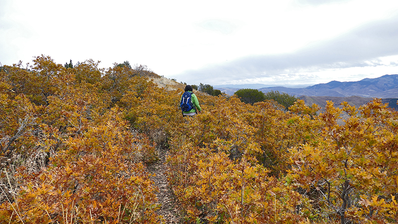 Black Mountain Salt Lake City [Wasatch National Forest]