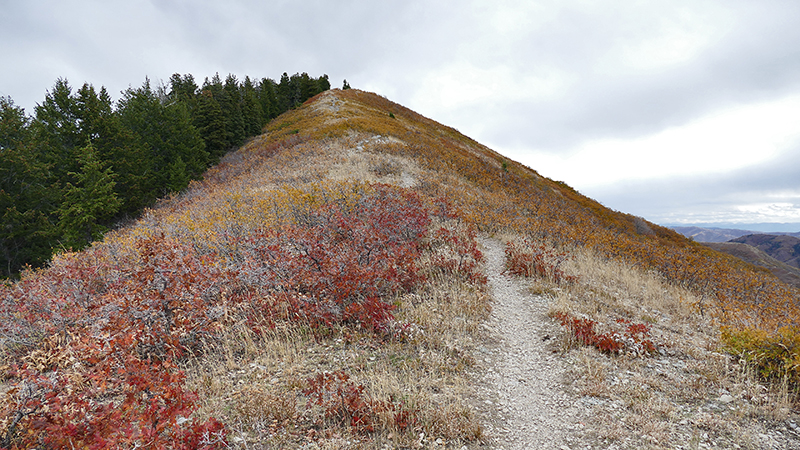 Black Mountain Salt Lake City [Wasatch National Forest]