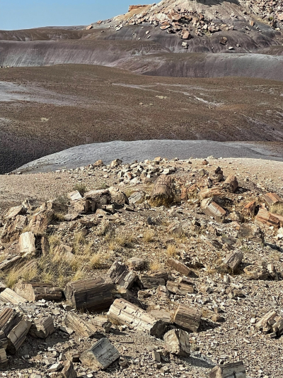 Historic Blue Forest Trail [Petrified Forest National Park]