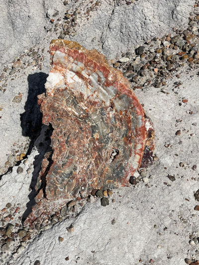 Historic Blue Forest Trail [Petrified Forest National Park]