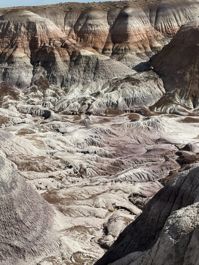 Historic Blue Forest Trail [Petrified Forest National Park]