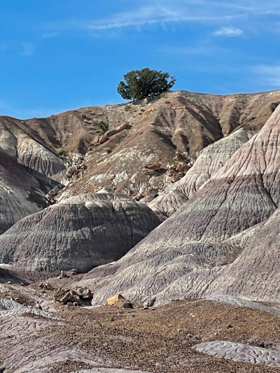 Historic Blue Forest Trail [Petrified Forest National Park]