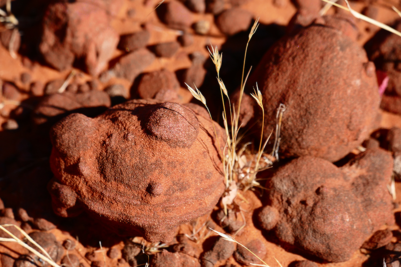 Bracken's Loop [Red Cliffs National Conservation Area]