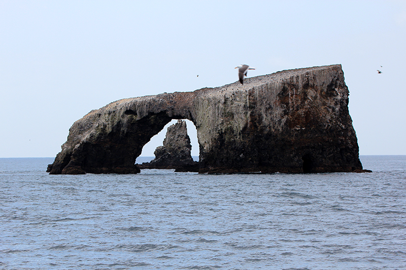 Arch Rock aka. Cabrillo Arch [Anacapa Island - Channel Islands National Park]