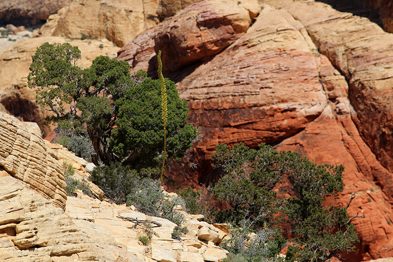 Calico Tanks Red Rock Canyon