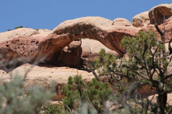 Caterpillar Arch