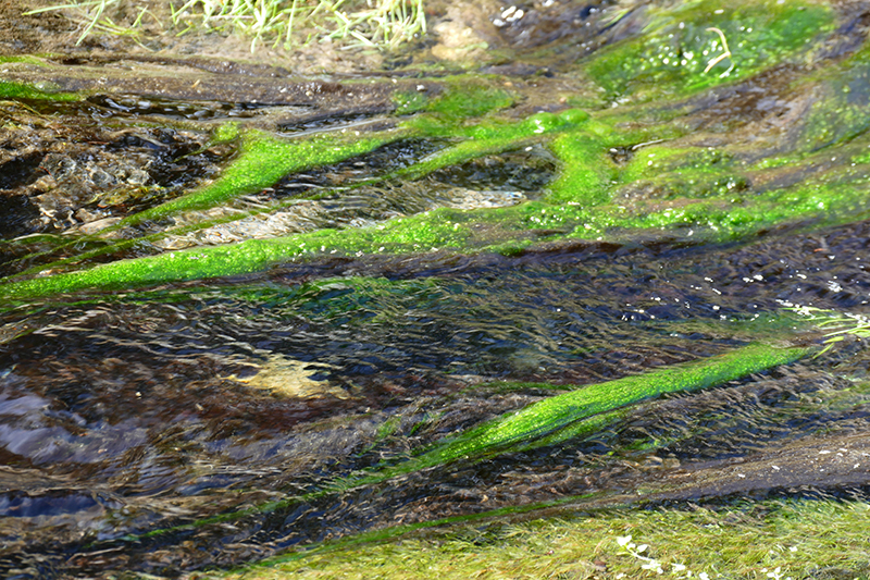 McCauley Hot Springs [Canon de San Diego]