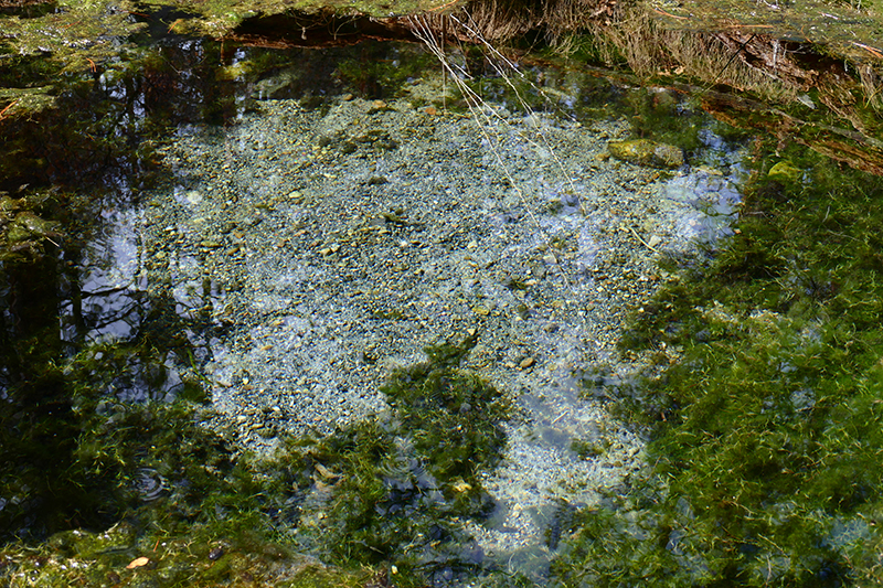 McCauley Hot Springs [Canon de San Diego]