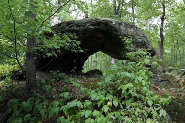 Cedar Wonders Arch