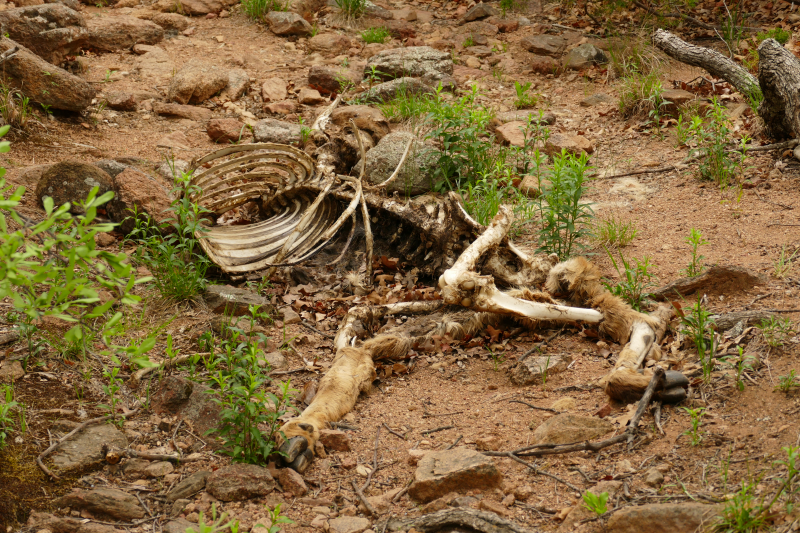 USA Hiking Database: Bilder Charons Garden Wilderness Trail [Wichita Mountains] - Pictures Charons Garden Wilderness Trail [Wichita Mountains]