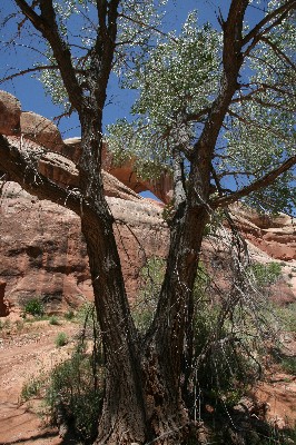 Cleft Arch