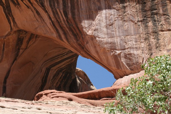 Cleft Arch