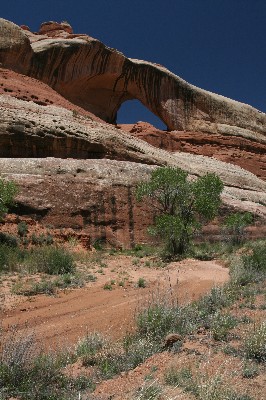 Cleft Arch
