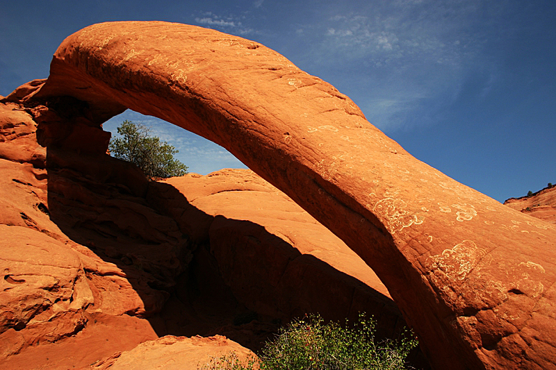 Cobra Arch