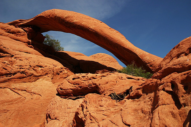 Cobra Arch