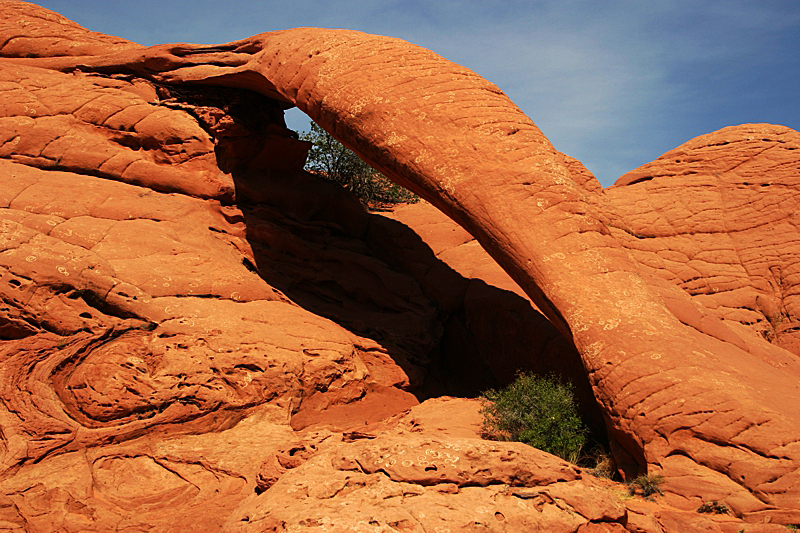 Cobra Arch