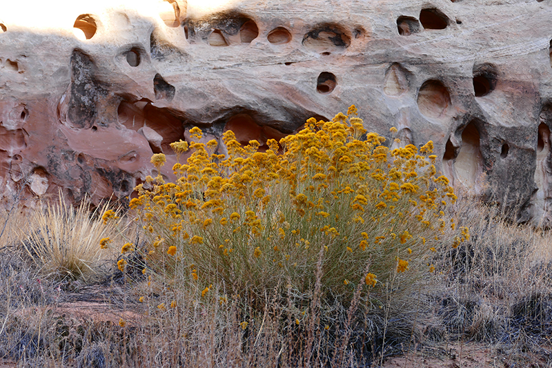 Cohab Canyon [Capitol Reef National Park]